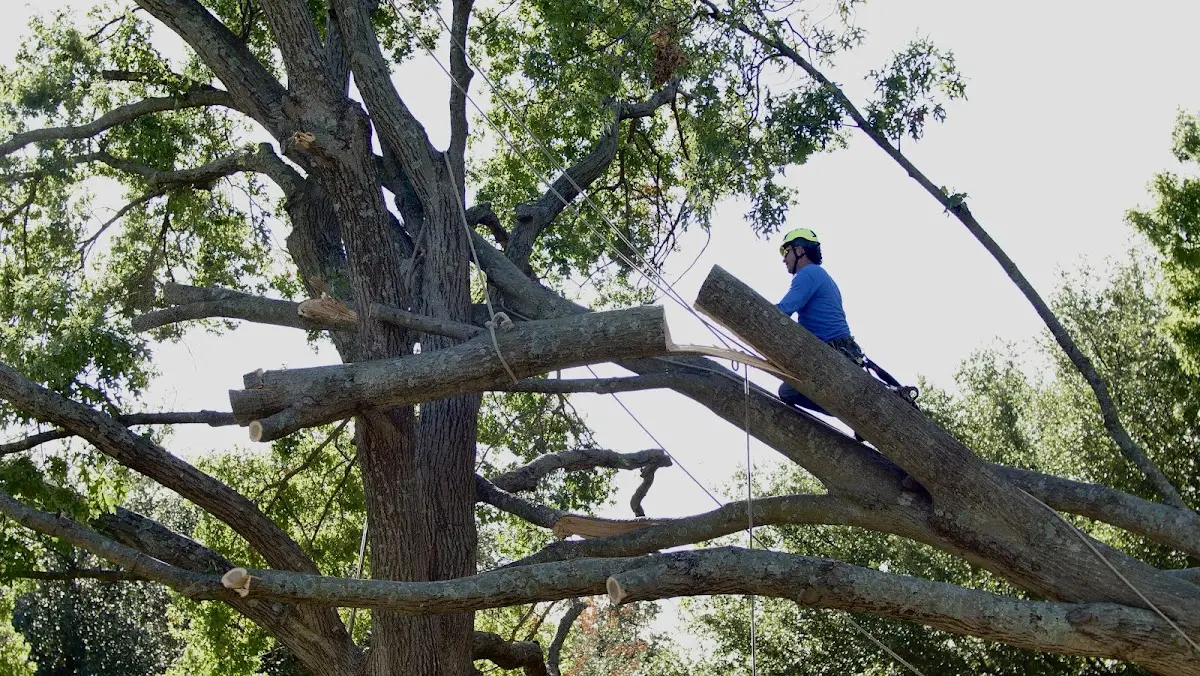 Professional Crown Thinning performed by certified arborists in East Waterboro