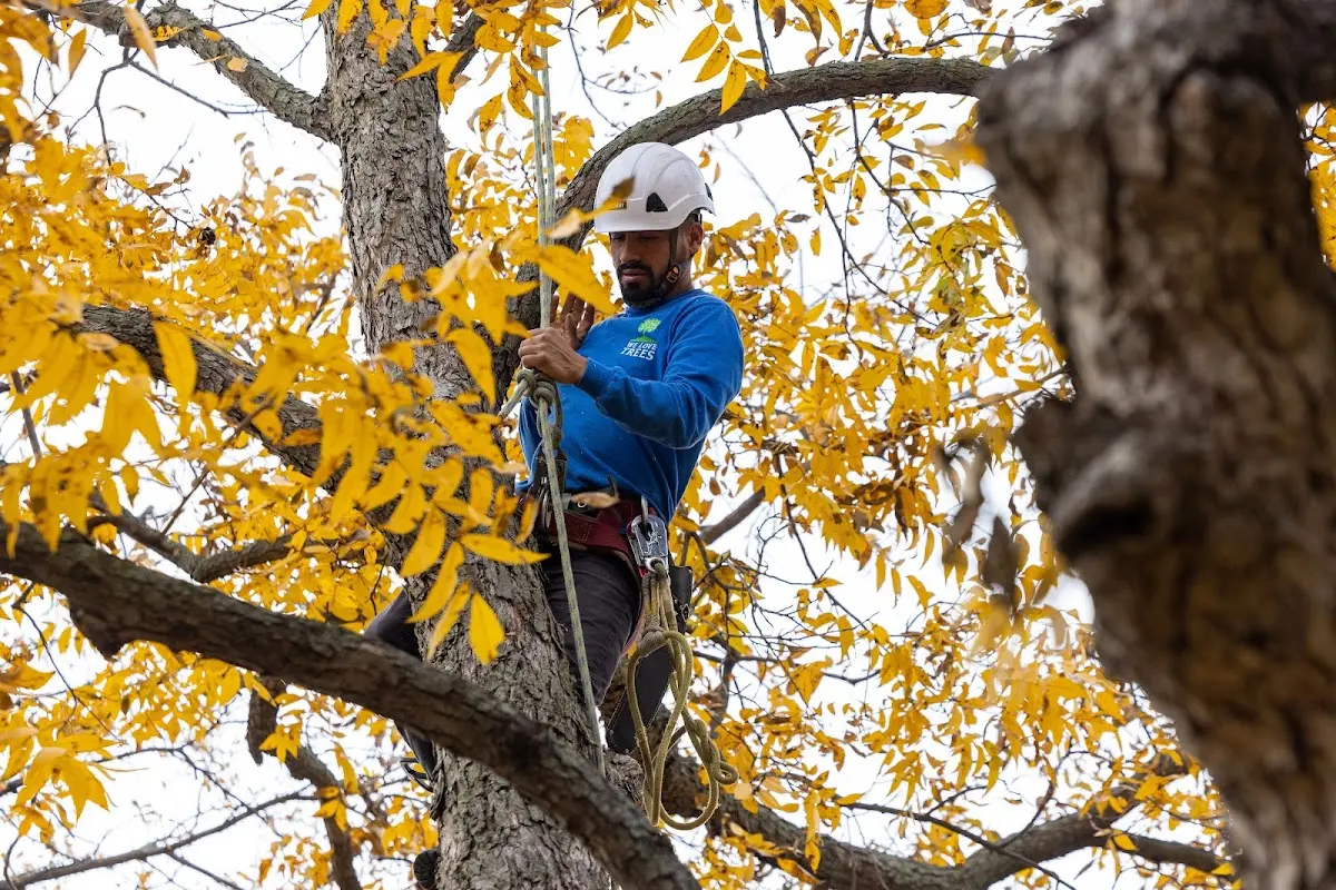 Skilled Tree Pruning crew working in East Waterboro